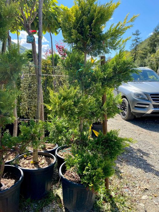 Plante pentru Amenajari Moderne