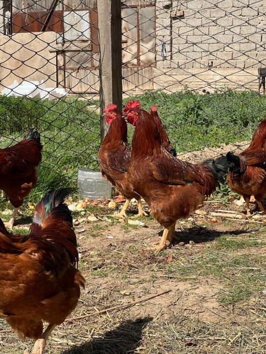 Tavuq Тавуқ гўшти Хўроз гўшти бор хоаки халол сўйилган