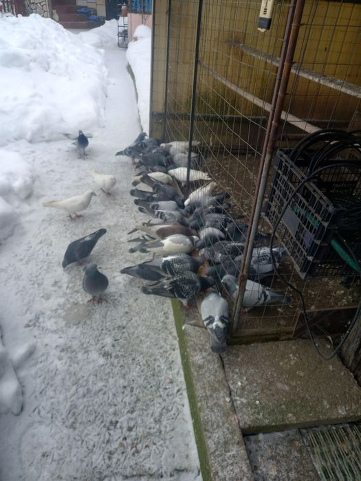 40 porumbei voiajori