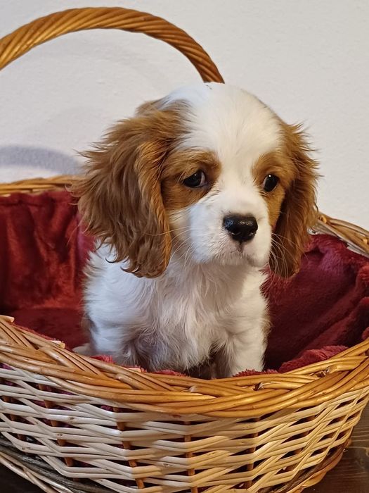 Catelusa Cavalier King Charles
