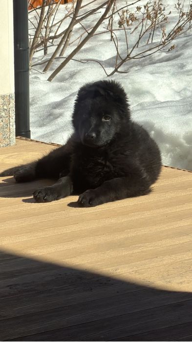 Немецкая овчарка