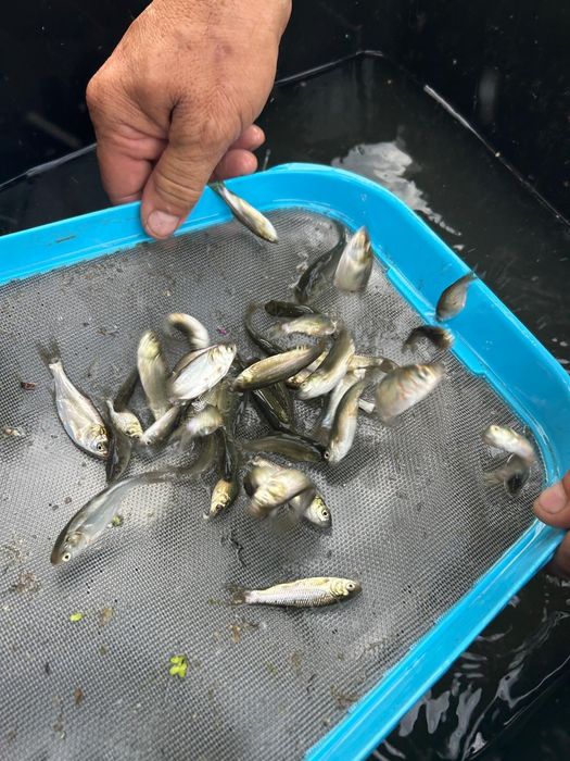 Puiet de crap și sânger