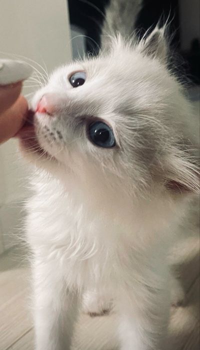 Котенок хочет домой