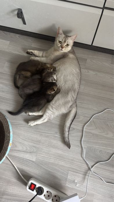 котята британские шиншиллы