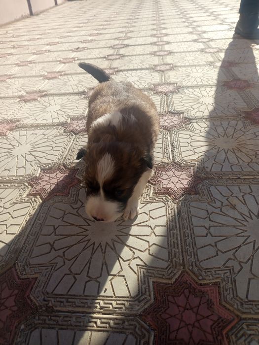 4000сатылады срочна