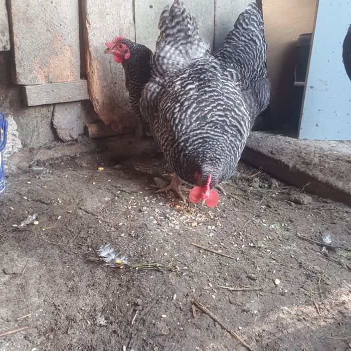 Gaini de vanzare!