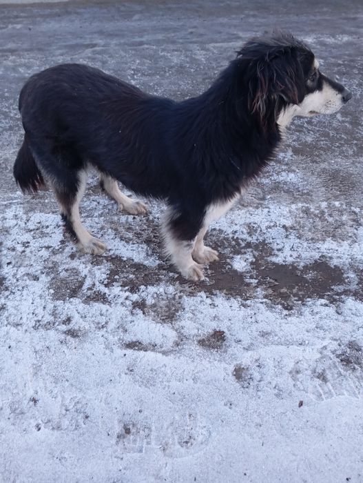 Отдам в добрые руки