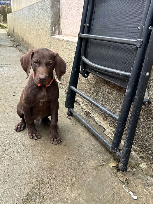 Немски късокосмест пойнтер