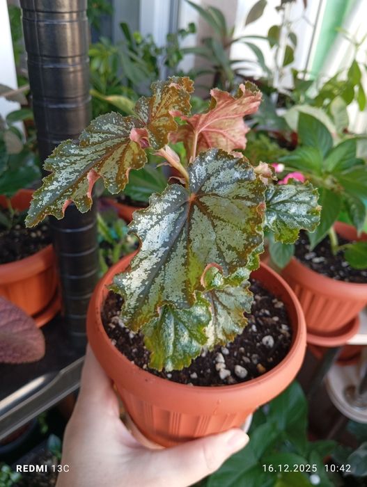 Продам комнатные растения