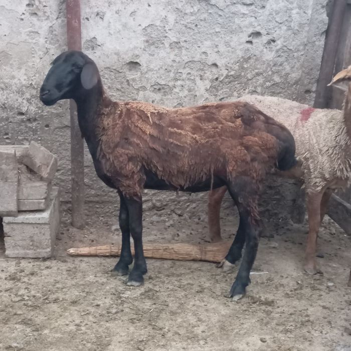 Семз койлар сатылады