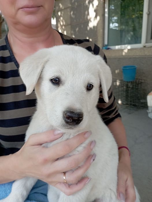 Щенок 4 месяца .