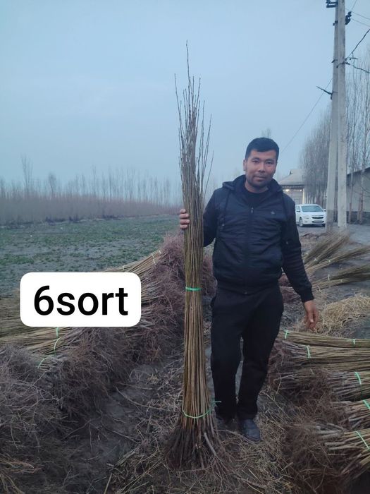 Терек кочатлар дастфка ичида