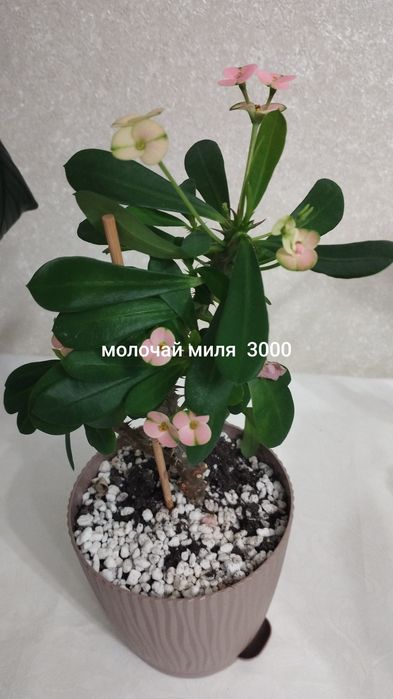 Комнатное растение аглаонема, район Евразии