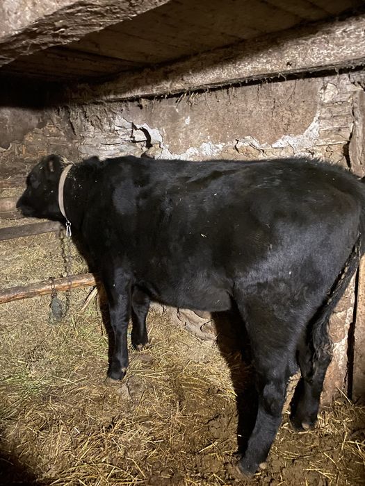 Vand vițea (junincă 2 ani) - Black Angus metis