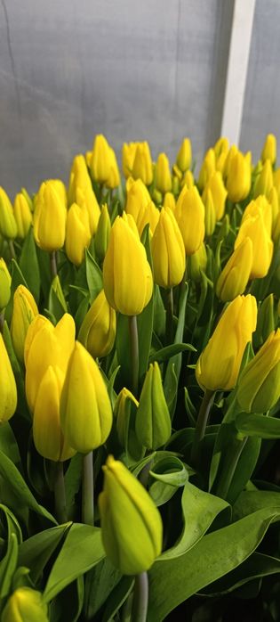 Тюльпаны опт и розница 450 тг