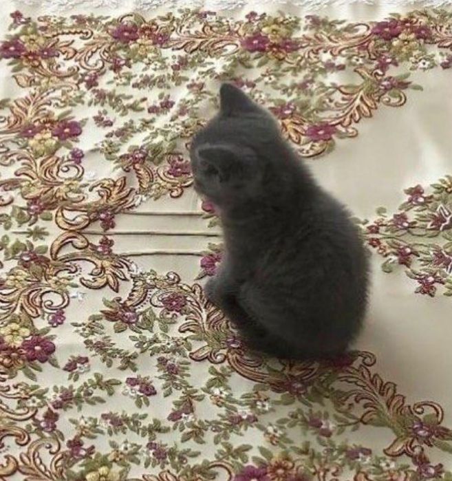 Продается котята