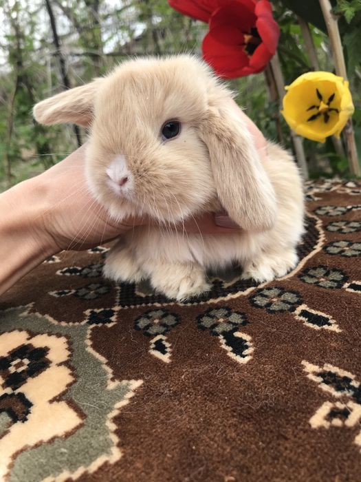 Кролики декоративные