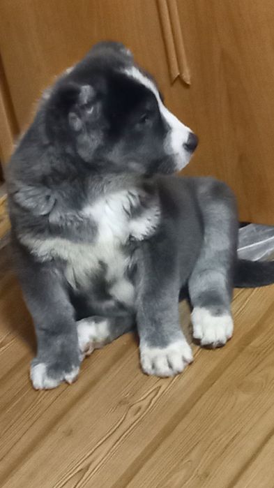 Продам  щенки Алабай