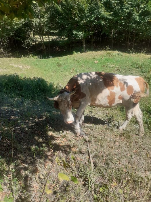 Vând vaca batata romaneasca