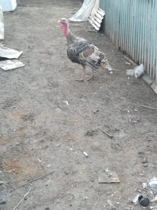 Индюк продам самец