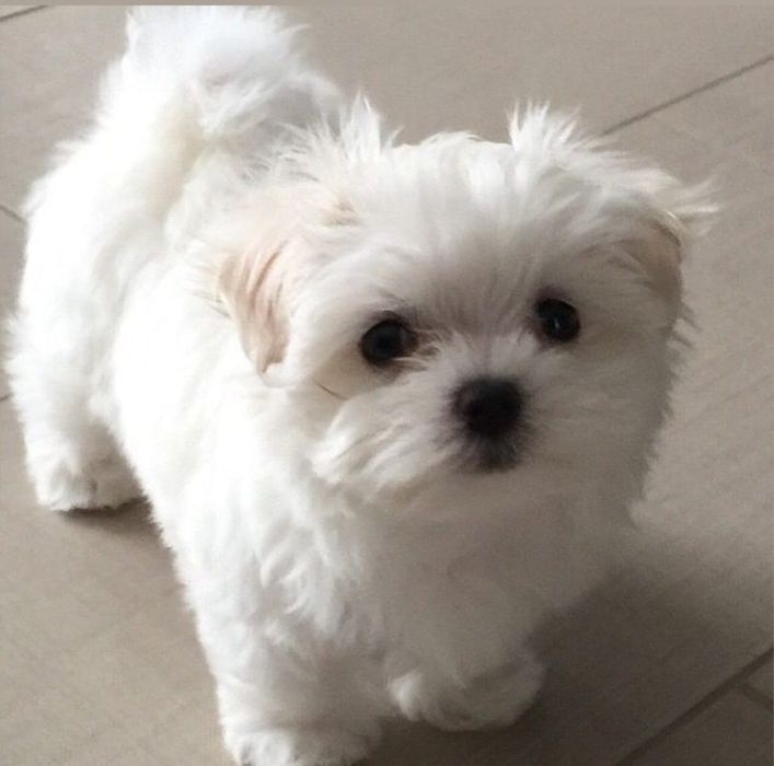 Bichon Maltez B F