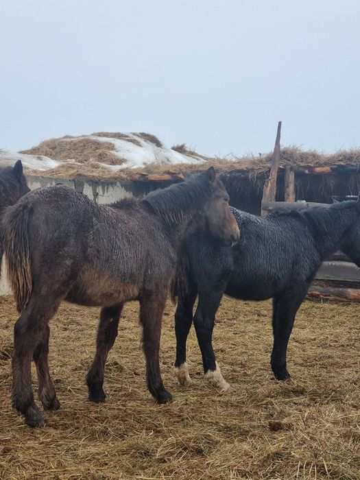 Еркек жабагылар  сатылады