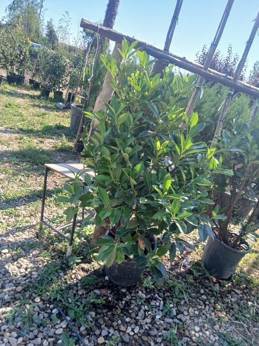 Laur novita 1m50 130 ron ofertă