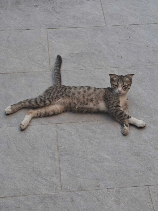 СРОЧНО ищу дом для этого кота!