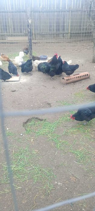 Oua incubare australorp negru si albastru