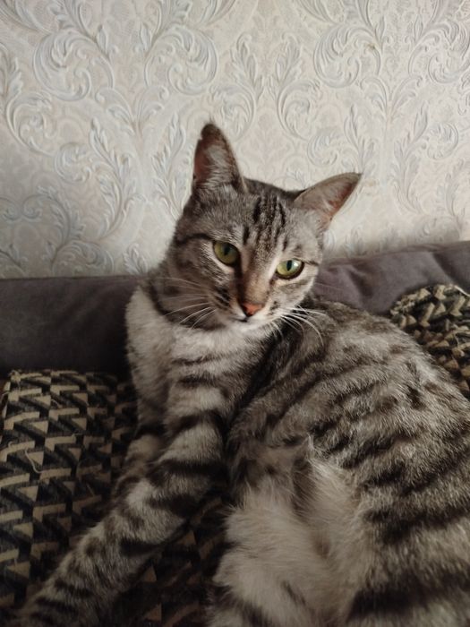 Отдам полосатую кошечку