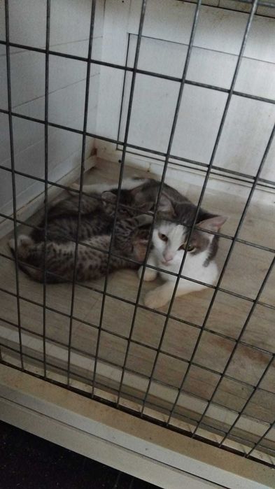 Кошка с котятами  ищут дом