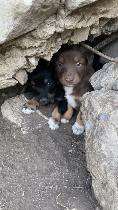 Щенки в поисках дома