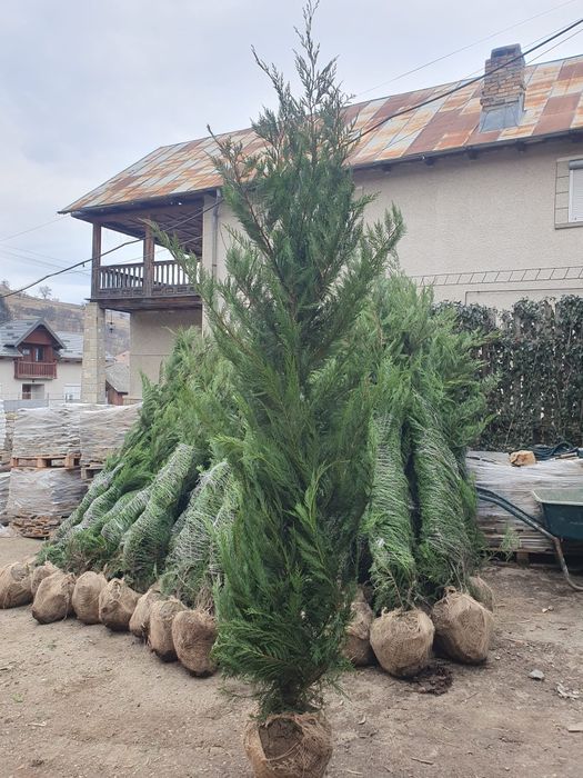Vindem leylandy si smaragd de mai multe dimensiuni, Leylandii gard viu