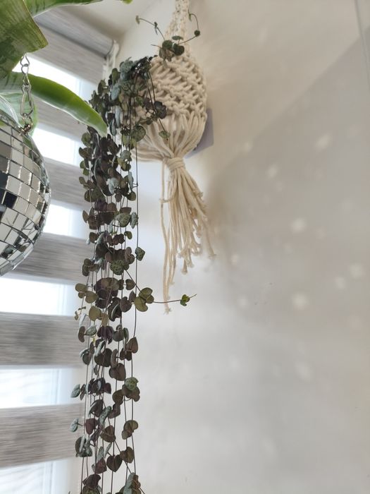 Церопегия продам