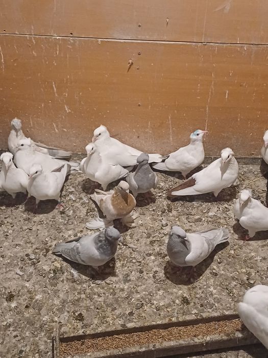 Голуби бакинские