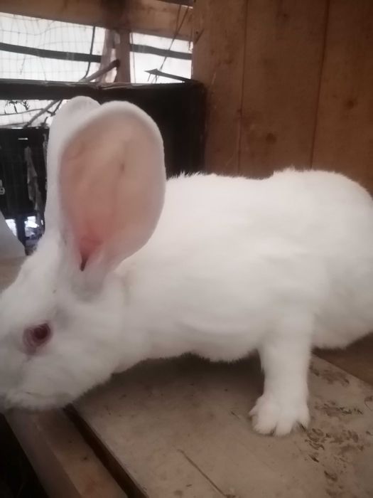 Vând iepuri i hycole pui de 6 săptămâni