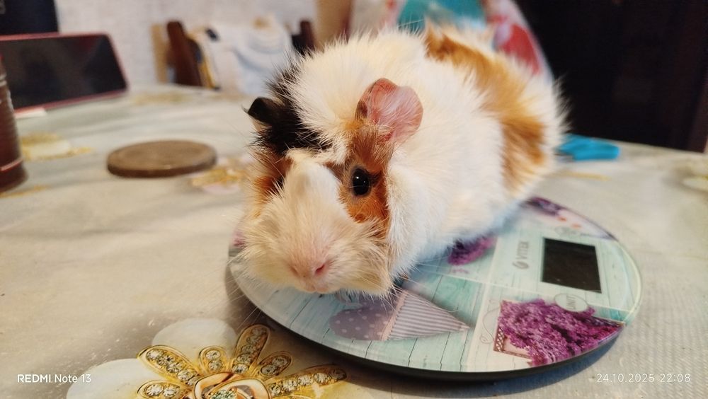 Морские свинки домашние