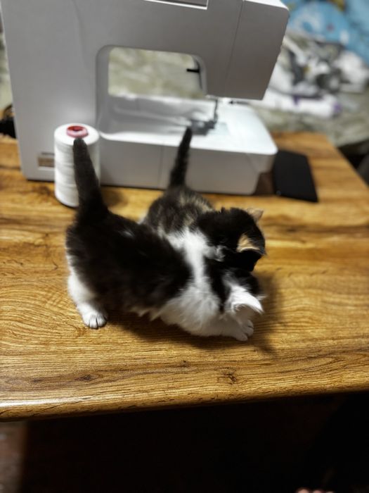Отдам котят в добрые руки