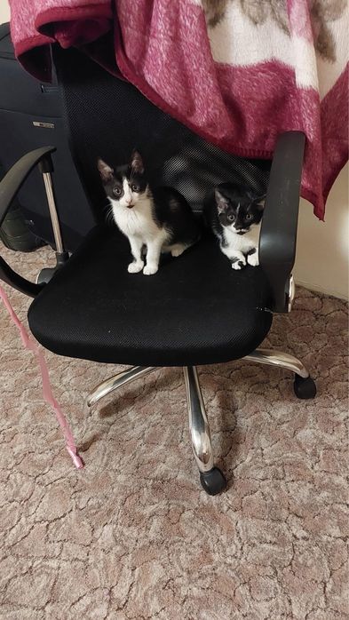 Doi pui de pisică își caută o familie