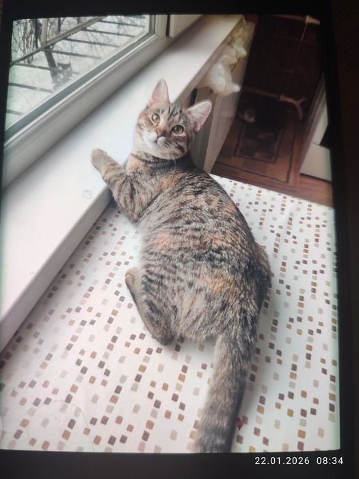 Домашние милые котята мальчик и девочки