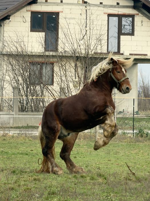 Armăsar Comtois ptr Montă