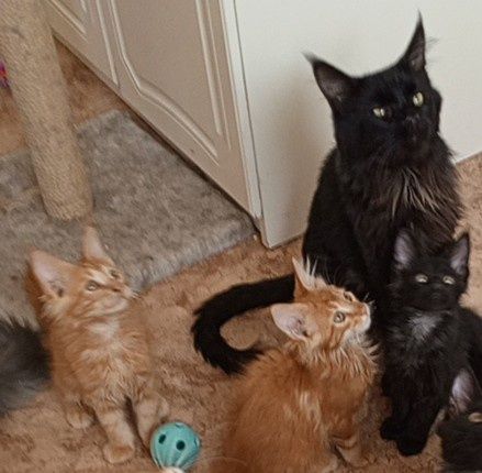 Мейн-кун Котёнок Девочка Черепаха Цвет!