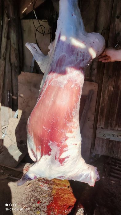 Баранина  тушами