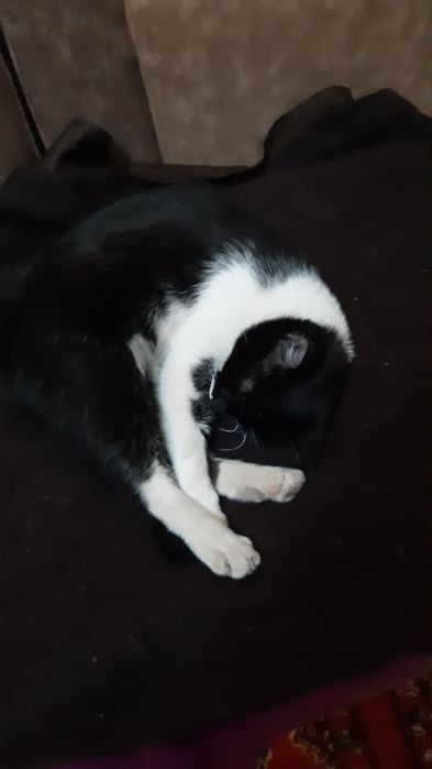 Котята в добрые руки.
