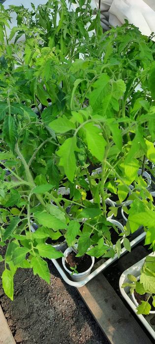 Продам рассаду помидор и цветов