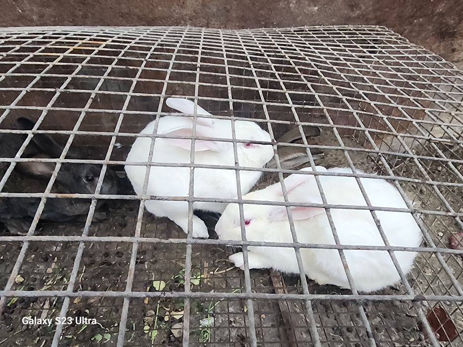 Продам кролика здоровый