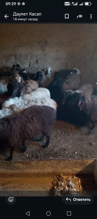 Козылар сатылады еркек ургашы аралас  еттери орташа