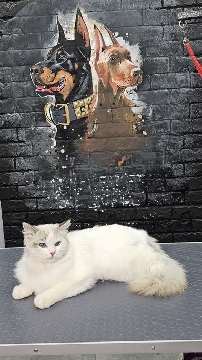 Стрижка и выческа кошек. Салон «ALIS GROOM» ориентир Мега Планет