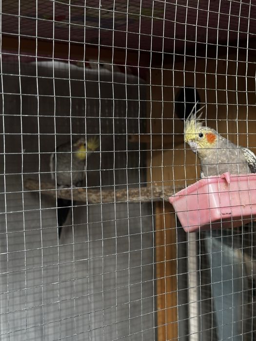 попугай корелла с вольерам прадаётса