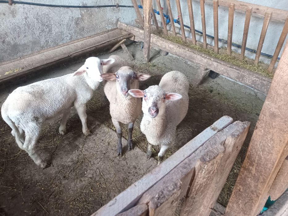 Mielute lacaune de vinzare